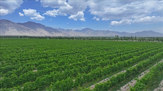 閩寧從荒蕪貧瘠的荒灘戈壁變成了如今的片片綠洲。