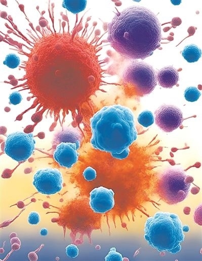 用氯化鈉處理的高活性CD8 T細胞（紫色），與未經(jīng)處理的細胞（藍色）相比，其抗腫瘤能力更強，能夠顯著損傷腫瘤細胞（紅色）。圖片來源：德國耶拿弗里德里?！は沾髮W(xué)