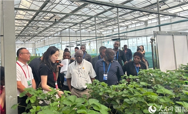 研討班成員在大棚中了解植物種植技術(shù)。人民網(wǎng) 曹欣悅攝