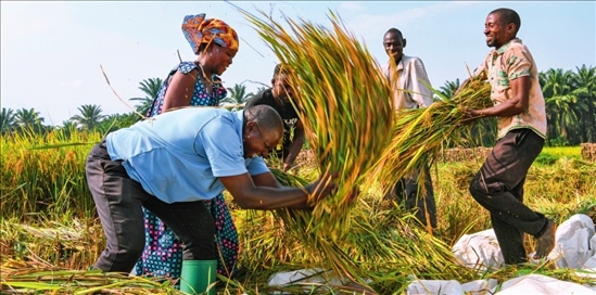 2018 年，中國農(nóng)業(yè)專家組在布隆迪布班扎省吉漢加縣設(shè)立首個水稻減貧示范村。圖為當(dāng)?shù)剞r(nóng)戶在稻田里給雜交水稻脫粒（2023 年 6 月 20 日攝） 韓旭攝 / 本刊