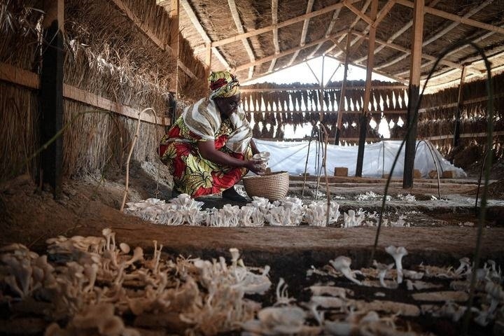 2024年2月6日，在中非共和國達馬拉，法蒂瑪在菇棚內(nèi)收獲菌草菇。2022年，法蒂瑪在聽說中國菌草專家在班吉傳授技術后主動前往學習，從一間小菌棚起步，逐漸擴大為如今小有名氣的合作社。新華社記者 韓旭 攝