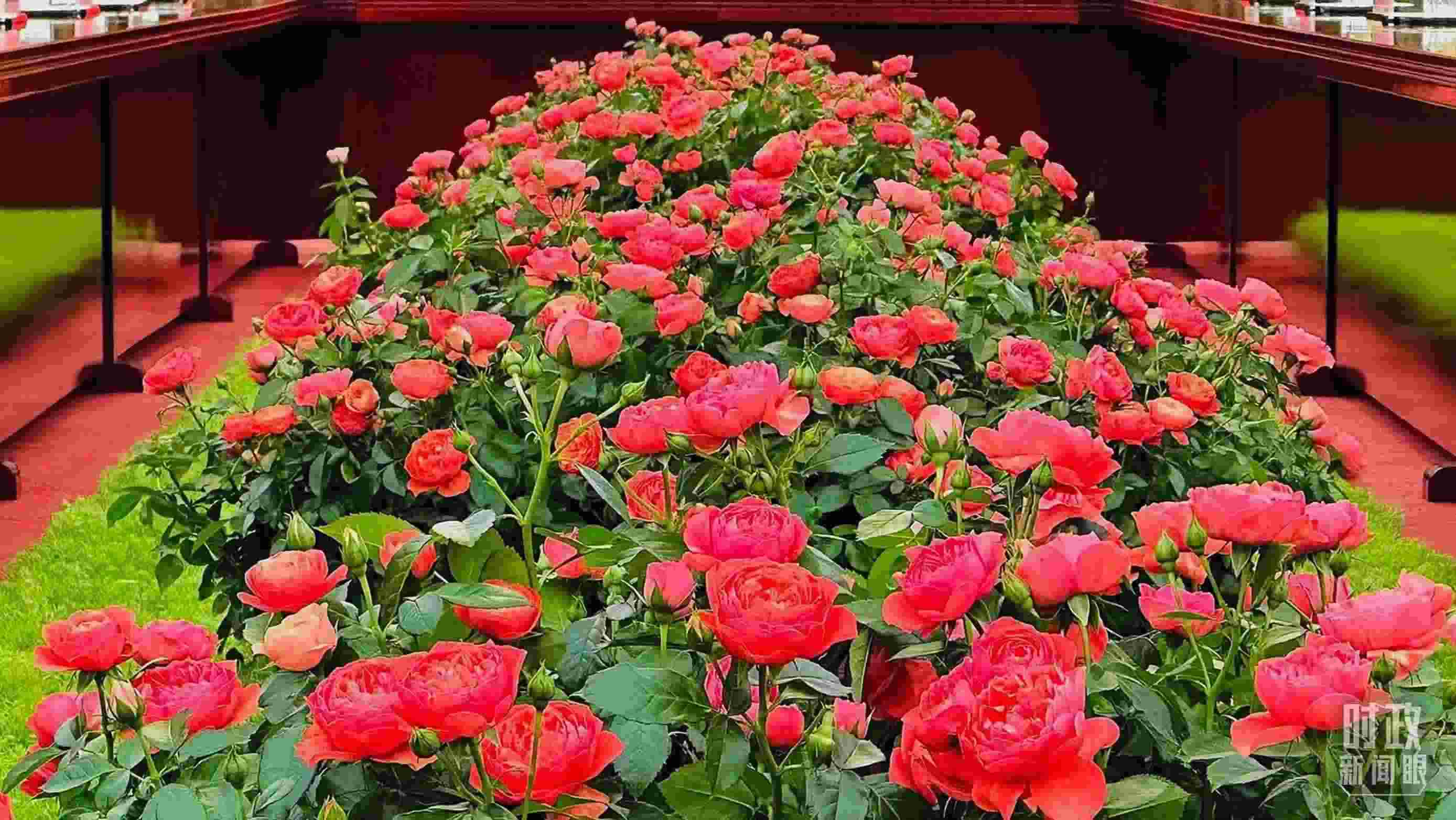 東大廳會談桌中間擺放的紅果汁月季，象征著蓬勃與堅韌。（總臺央視記者范一鳴拍攝）