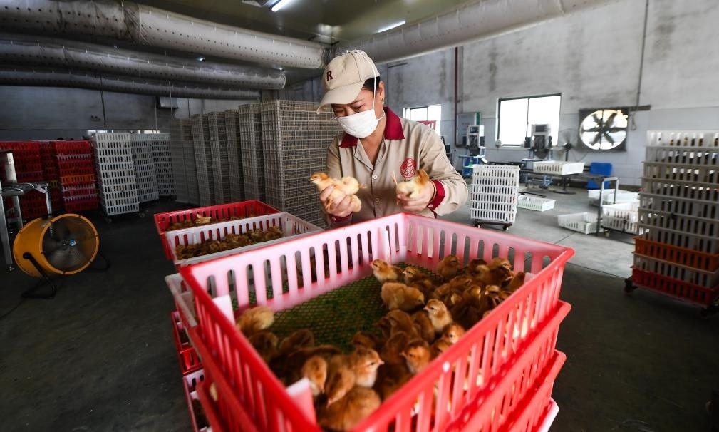 在文昌市的海南（潭牛）文昌雞股份有限公司孵化廠，工人在挑選文昌雞苗。新華社記者楊冠宇 攝