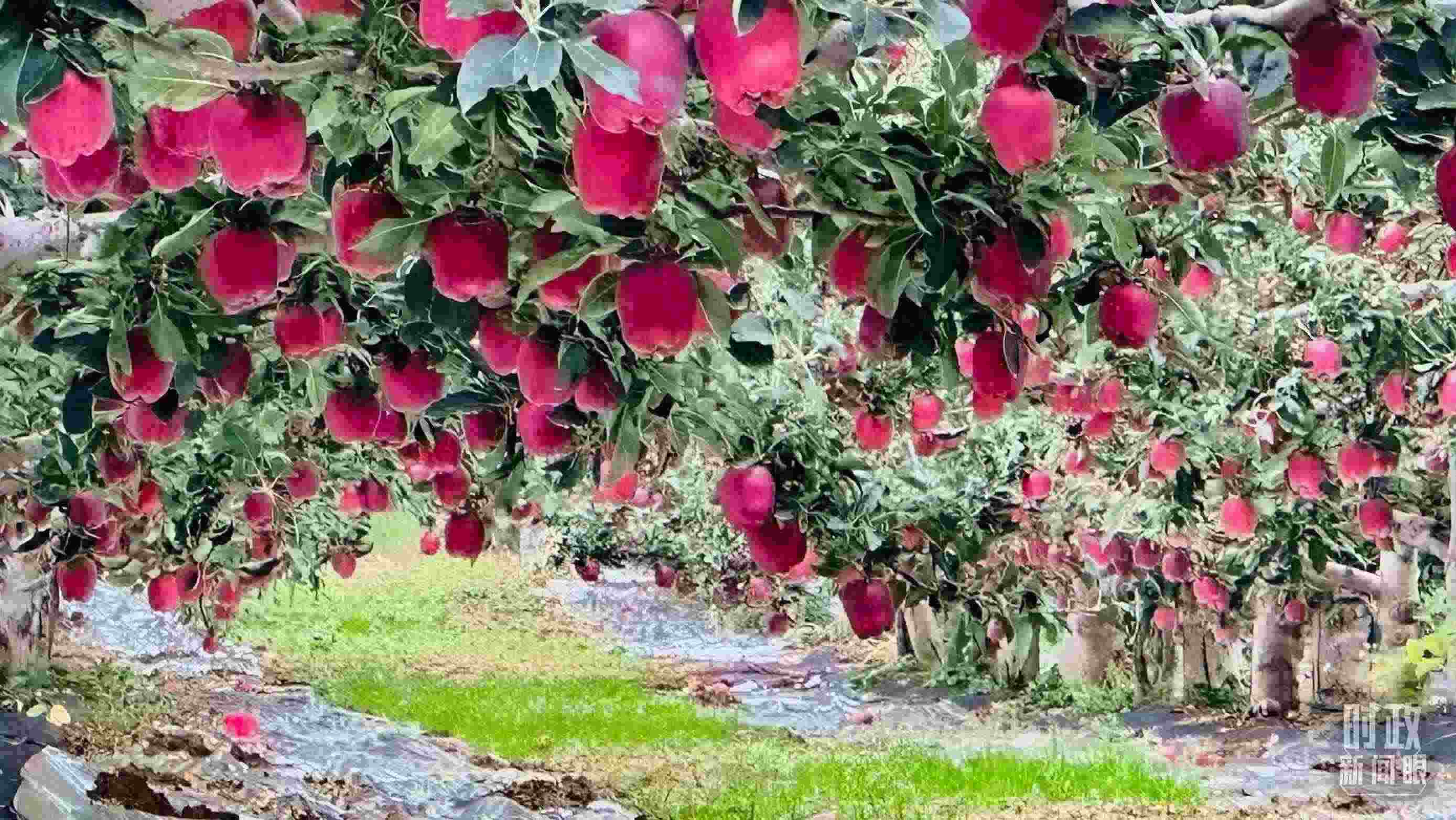 △ 麥積區(qū)南山花牛蘋果基地。（總臺(tái)央視記者范一鳴拍攝）