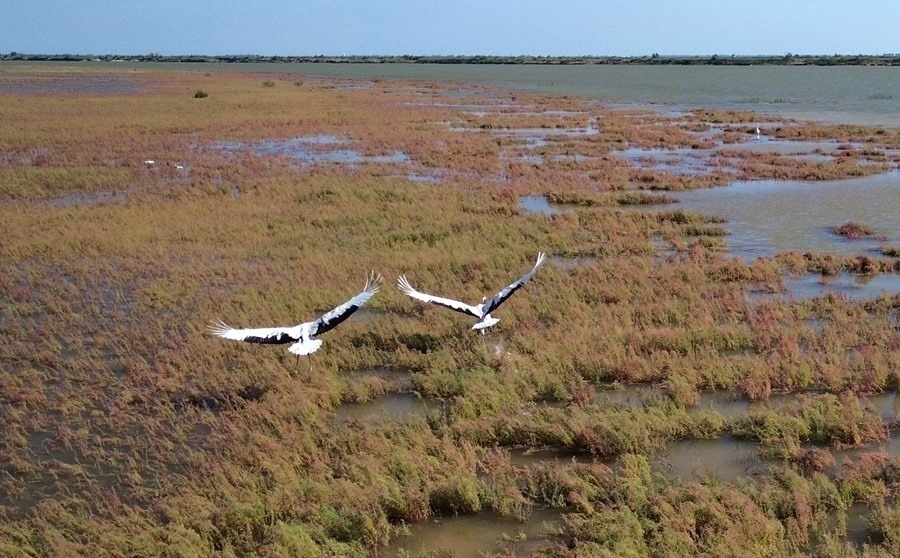 2024年8月28日，丹頂鶴在黃河三角洲國家級自然保護區(qū)展翅翱翔（無人機照片）。新華社記者 徐速繪 攝