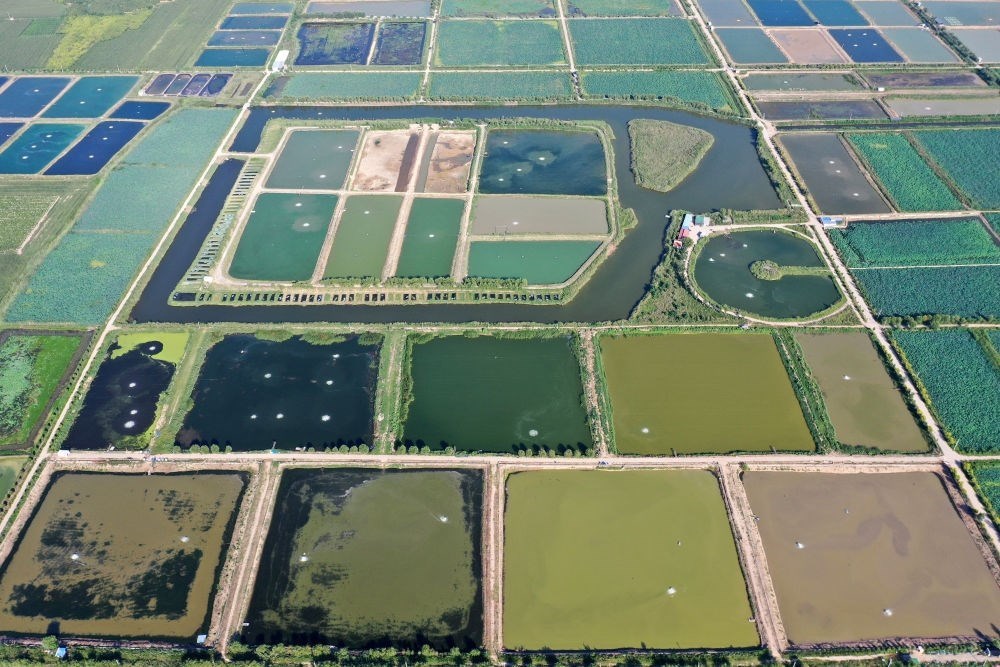 2024年8月13日在山西省臨猗縣薛公村拍攝的蟹塘（無人機照片）。薛公村位于黃河岸邊，有5000多畝黃河灘涂和近5000畝荒溝。當?shù)赝ㄟ^將荒溝和灘涂進行整合，發(fā)展特色水產(chǎn)養(yǎng)殖，讓守著黃河水、住在黃河灘的薛公村村民有了新的致富路。
