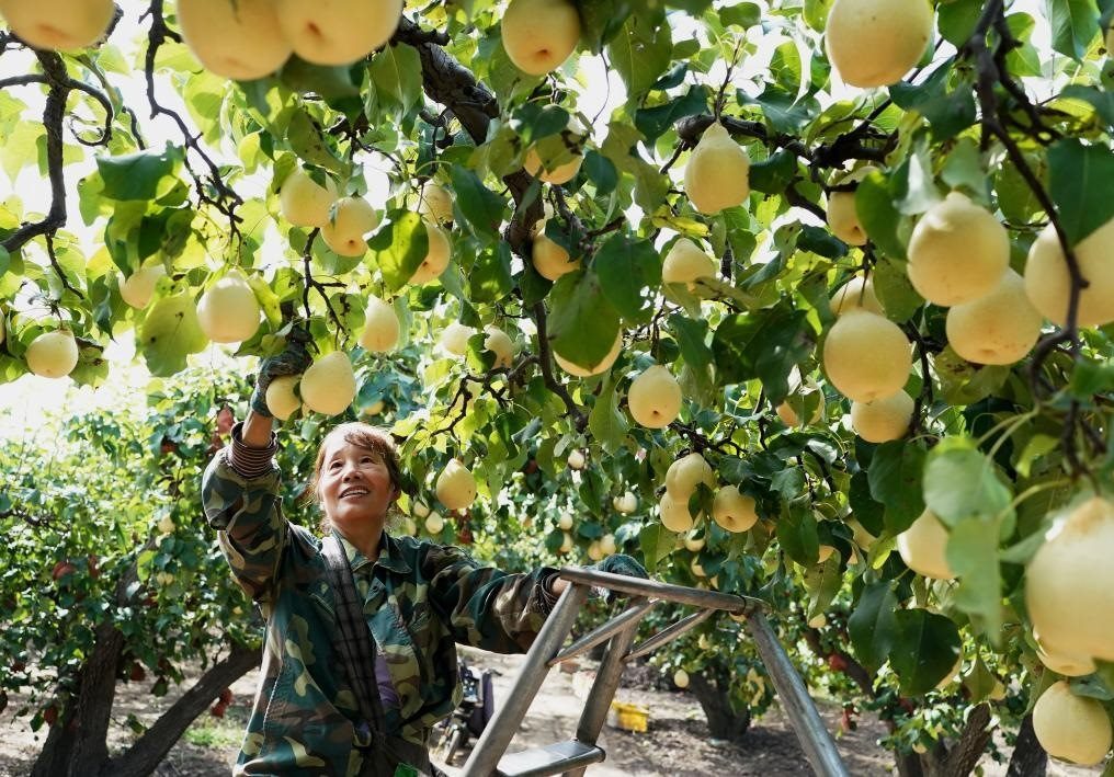 9月13日，河北省晉州市的農(nóng)民在果園采摘鴨梨。新華社記者楊世堯 攝