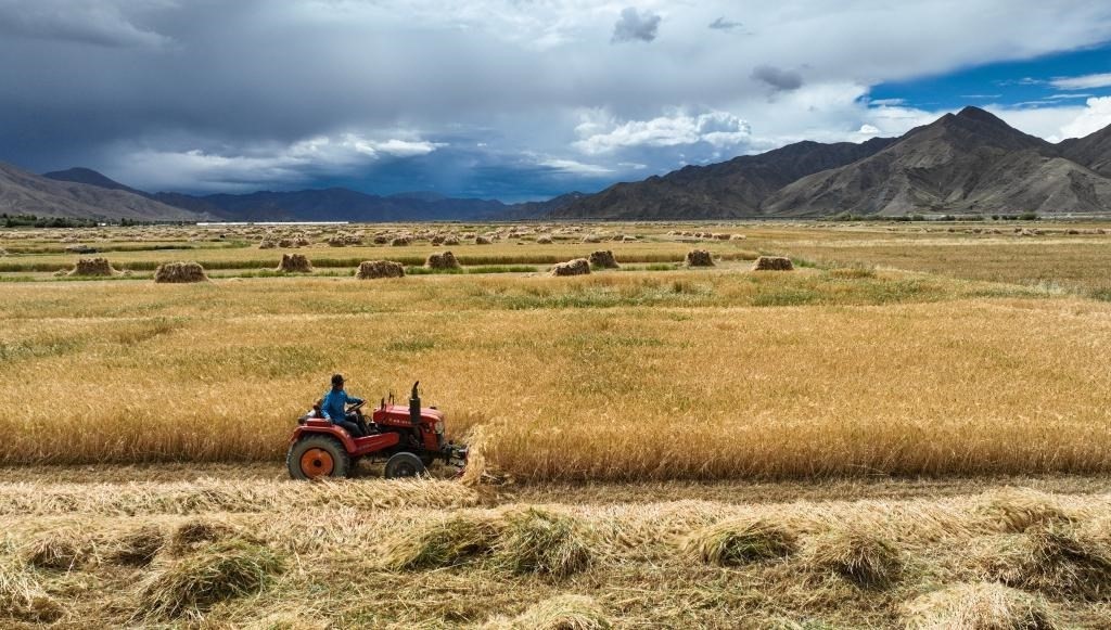 9月10日，在西藏日喀則市白朗縣巴扎鄉(xiāng)拍攝的秋收場景（無人機照片）。新華社記者晉美多吉 攝