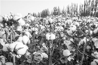 圖為新疆阿克蘇棉田。新研究揭示了GhEXL3基因調(diào)控棉纖維伸長的分子機(jī)制，為棉纖維品質(zhì)遺傳改良提供了重要理論依據(jù)。視覺中國供圖