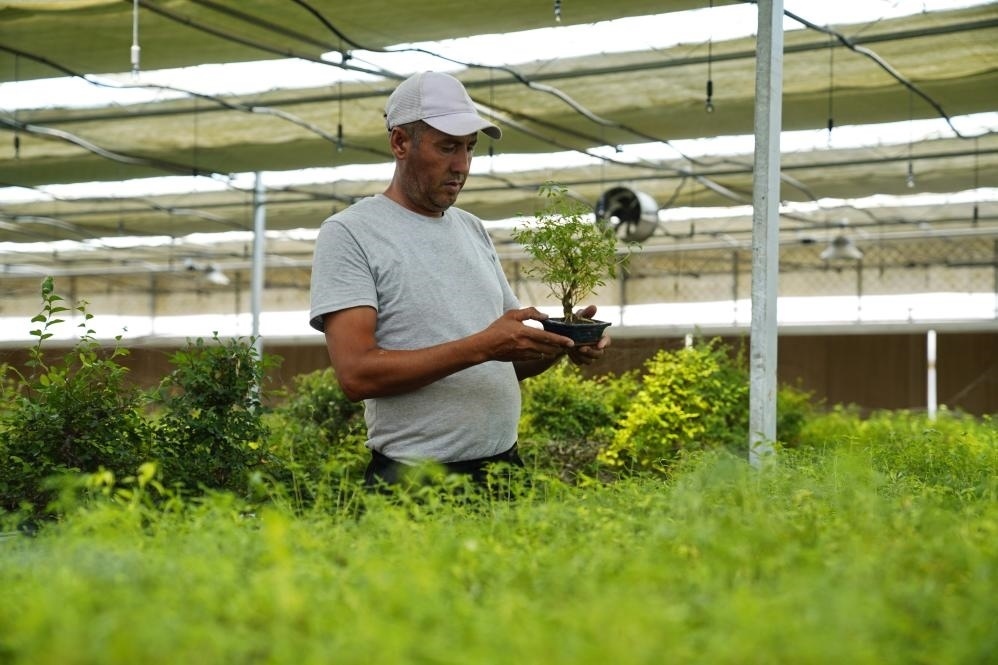 7月28日，在烏茲別克斯坦錫爾河州的上合組織農(nóng)業(yè)基地中烏現(xiàn)代農(nóng)業(yè)科技示范園，工作人員檢查盆栽植物。新華社發(fā)（扎法爾攝）