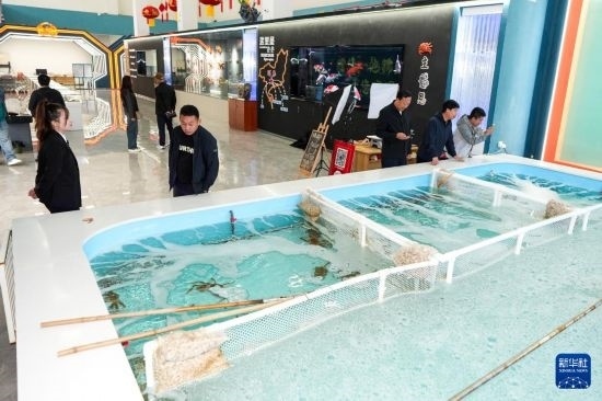 9月20日，游客在吉林省琿春市的帝王蟹保稅店內(nèi)選購帝王蟹。新華社記者 許暢 攝