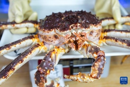 這是9月20日在吉林省琿春市的東北亞跨境電商產(chǎn)業(yè)園內(nèi)的帝王蟹保稅店拍攝的帝王蟹。新華社記者 許暢 攝