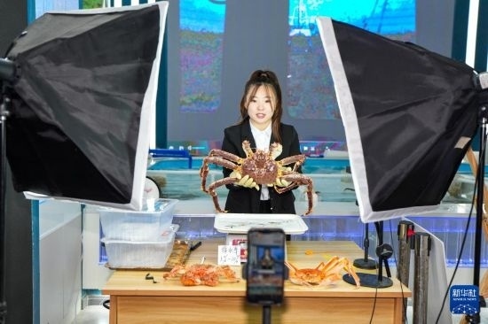 9月20日，在吉林省琿春市的帝王蟹保稅店內(nèi)，工作人員進行網(wǎng)絡直播售賣帝王蟹。新華社記者 許暢 攝