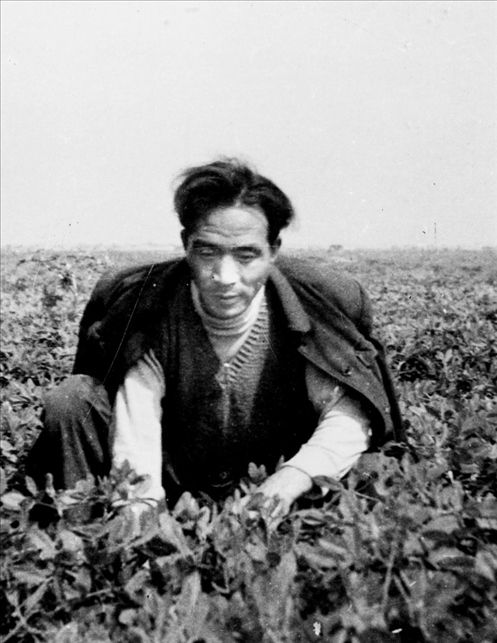 在蘭考期間，焦裕祿在田間勞動的情景。