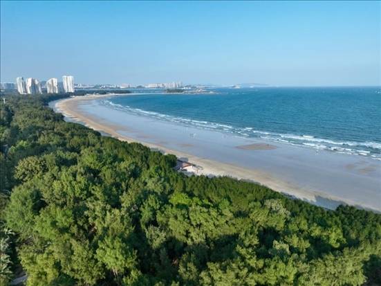 郁郁蔥蔥的東山縣沿海防護林（無人機拍攝）。新華社記者 姜克紅 攝