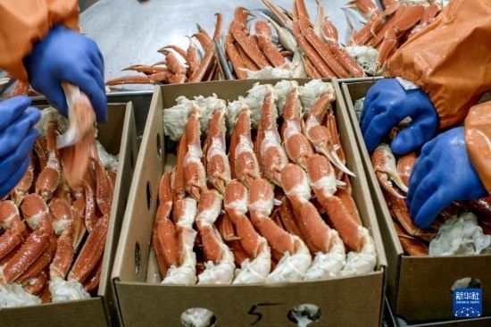 俄羅斯蟹業(yè)集團的工作人員在生產(chǎn)線上加工產(chǎn)品（資料照片）。新華社發(fā)（俄羅斯蟹業(yè)集團供圖）