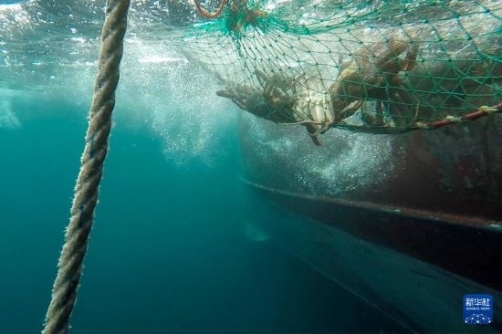 這是俄羅斯蟹業(yè)集團的捕撈船進行遠洋捕撈的資料照片。新華社發(fā)（俄羅斯蟹業(yè)集團供圖）