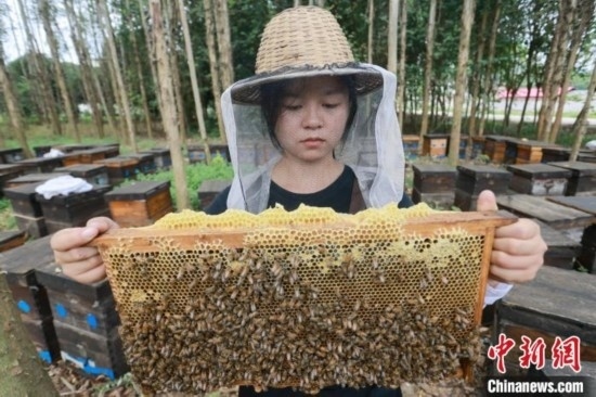 吳素英查看蜂蜜產(chǎn)蜜情況。湯曉逵 攝