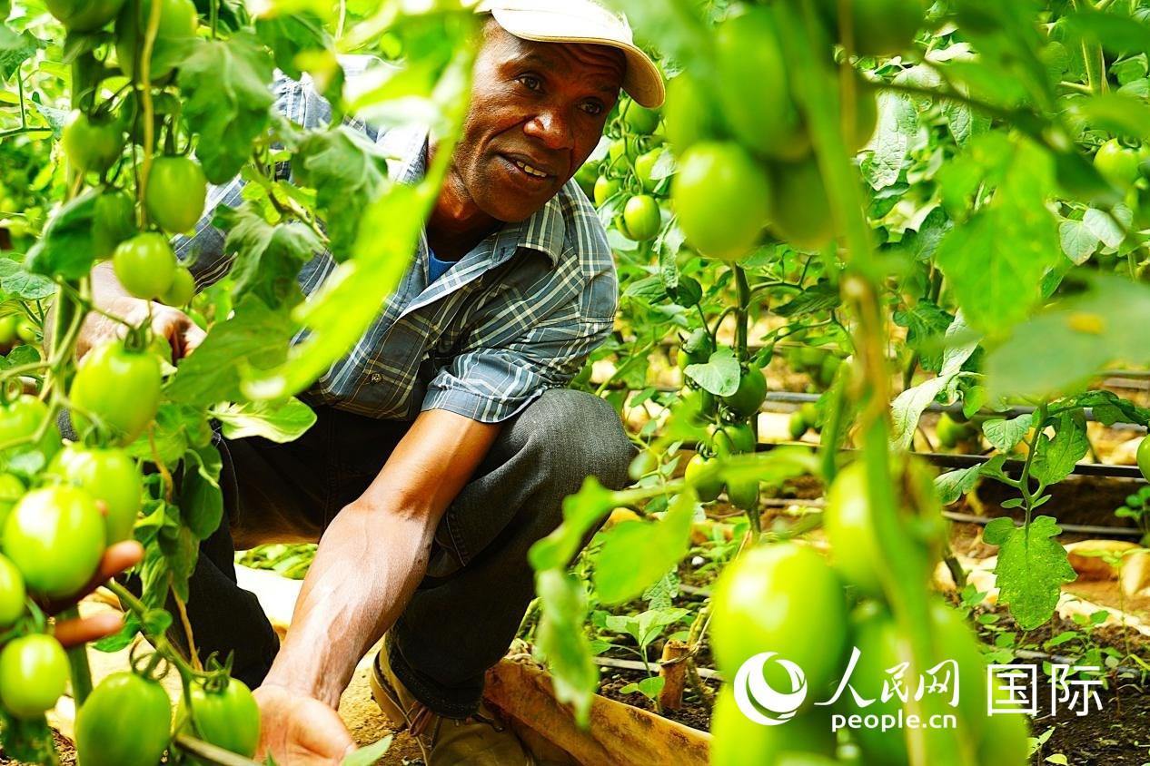 肯尼亞納庫(kù)魯郡，當(dāng)?shù)剞r(nóng)民喬納·卡蘭賈家的溫室大棚里，番茄長(zhǎng)勢(shì)喜人。人民網(wǎng)記者 黃煒鑫攝