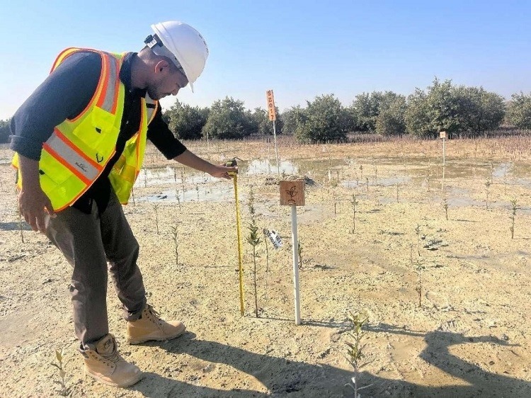 工作人員在監(jiān)測(cè)紅樹苗生長(zhǎng)情況。中國(guó)土木供圖