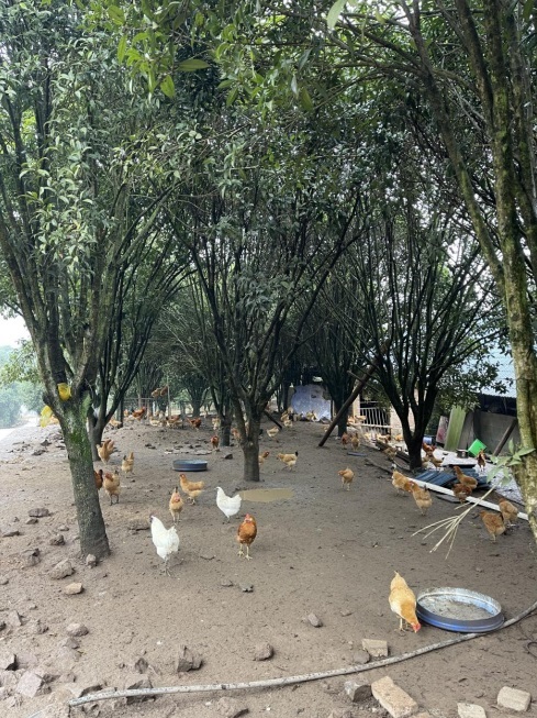 桂花林里的桂飛雞。劉軍國(guó)攝