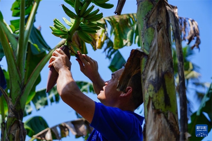 12月23日，中國熱帶農(nóng)業(yè)科學(xué)院專家趙增賢在斯里蘭卡馬坎杜拉為當(dāng)?shù)剞r(nóng)戶做技術(shù)示范。新華社記者 陳冬書 攝