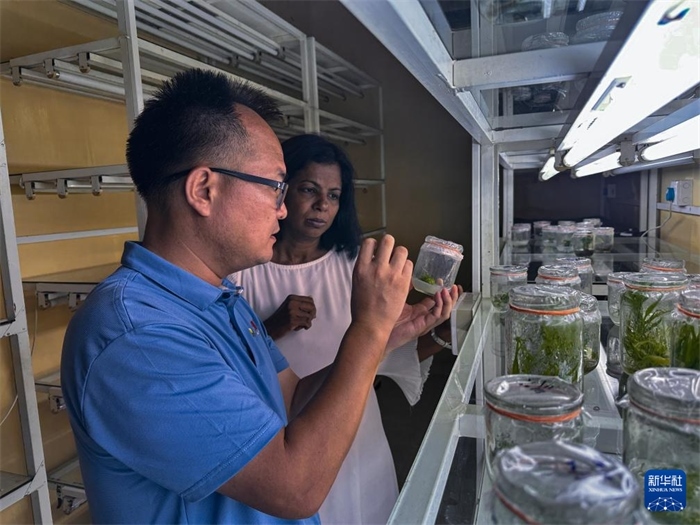 12月23日，在斯里蘭卡馬坎杜拉，中國專家與斯里蘭卡馬坎杜拉可持續(xù)農(nóng)業(yè)與發(fā)展研究中心主任達莎妮·賈亞曼納交流。新華社發(fā)（中國、聯(lián)合國糧農(nóng)組織與斯里蘭卡南南合作項目專家組供圖）