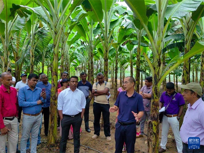 10月10日，在斯里蘭卡霍勒訥的一處香蕉示范基地，中國、聯(lián)合國糧農(nóng)組織與斯里蘭卡南南合作項目中國專家組組長孫德權(quán)為當(dāng)?shù)剞r(nóng)民進行技術(shù)培訓(xùn)。新華社發(fā)（中國、聯(lián)合國糧農(nóng)組織與斯里蘭卡南南合作項目專家組供圖）
