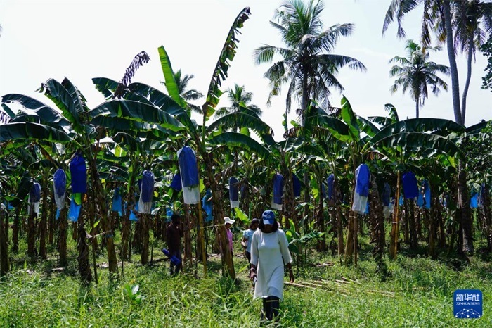 12月23日，在斯里蘭卡馬坎杜拉，農(nóng)民走過中國技術(shù)試驗田香蕉田。新華社記者 陳冬書 攝