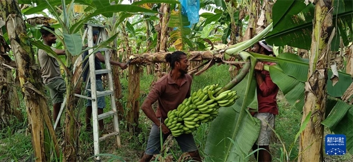 12月28日，在斯里蘭卡馬坎杜拉，當(dāng)?shù)剞r(nóng)民收獲香蕉。新華社發(fā)（中國、聯(lián)合國糧農(nóng)組織與斯里蘭卡南南合作項目專家組供圖）