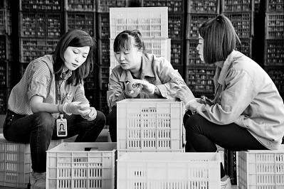 為拓展柿子產(chǎn)業(yè)發(fā)展新途徑，在陜西富平淡村鎮(zhèn)，歸國(guó)留學(xué)生王薇參與創(chuàng)建了一座柿酒酒莊。新華社發(fā)