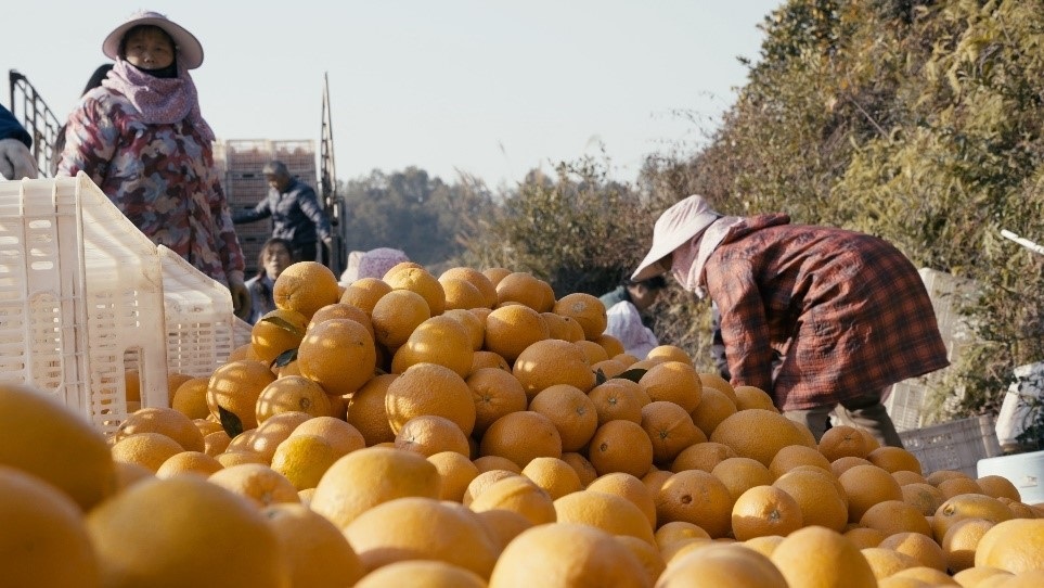 贛南臍橙喜獲豐收。人民網(wǎng)記者 張力洋攝