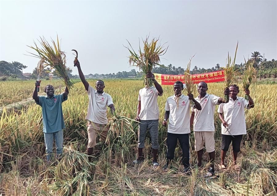 當(dāng)?shù)卮迕裾故窘衲甑乃痉N植成果。中國(guó)援塞農(nóng)業(yè)專(zhuān)家組供圖