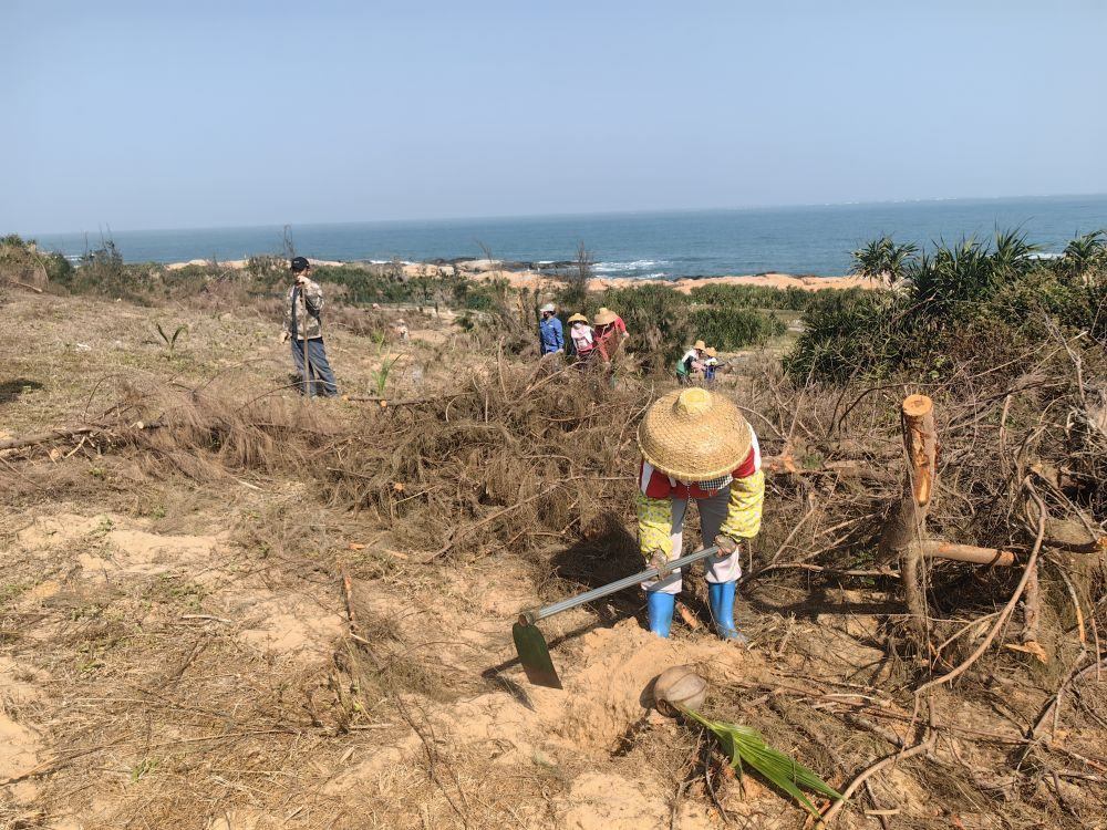 2025年1月19日，在海南文昌市，工人正在修復(fù)海岸防風(fēng)林。新華社記者吳茂輝 攝