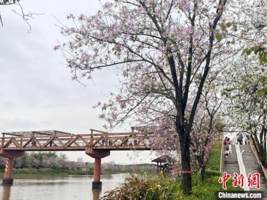 3月7日，廣州海珠國家濕地公園宮粉紫荊花海吸引游人。中新社記者 許青青 攝