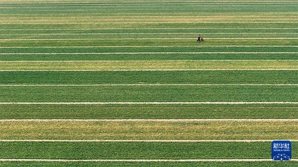 3月14日，在菏澤市鄆城縣潘渡鎮(zhèn)，農(nóng)民在麥田里施肥（無人機(jī)照片）。