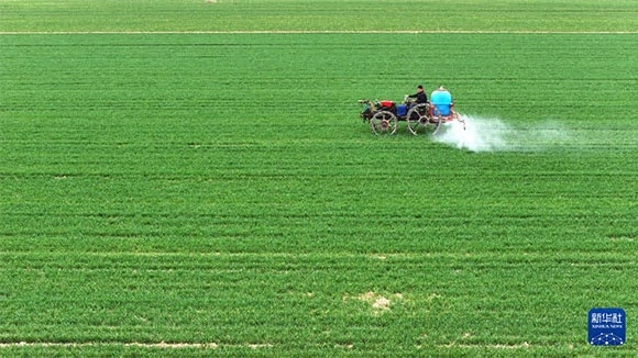 3月14日，在菏澤市鄆城縣郭屯鎮(zhèn)，農(nóng)民在麥田里噴灑除草劑（無人機(jī)照片）。