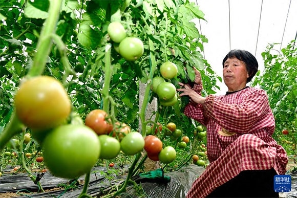 3月13日，在菏澤市鄆城縣張營街道，農(nóng)民在設(shè)施大棚里打理西紅柿。