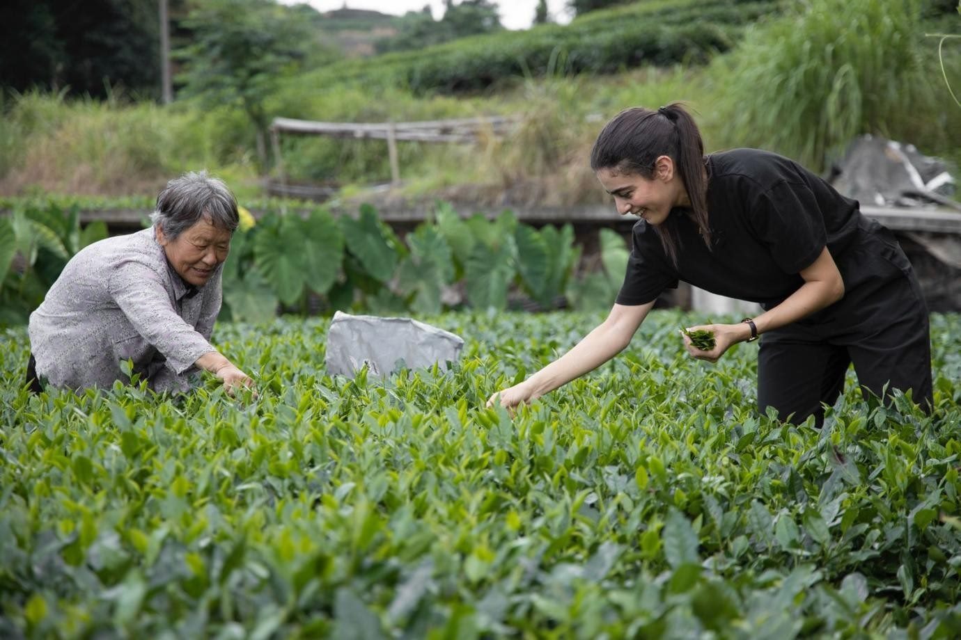 卡友琪在福建采茶。受訪者供圖
