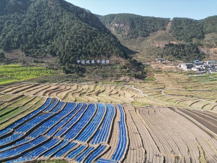 △近日，四川涼山一現(xiàn)代農(nóng)業(yè)園春耕育秧?yè)屴r(nóng)時(shí)。