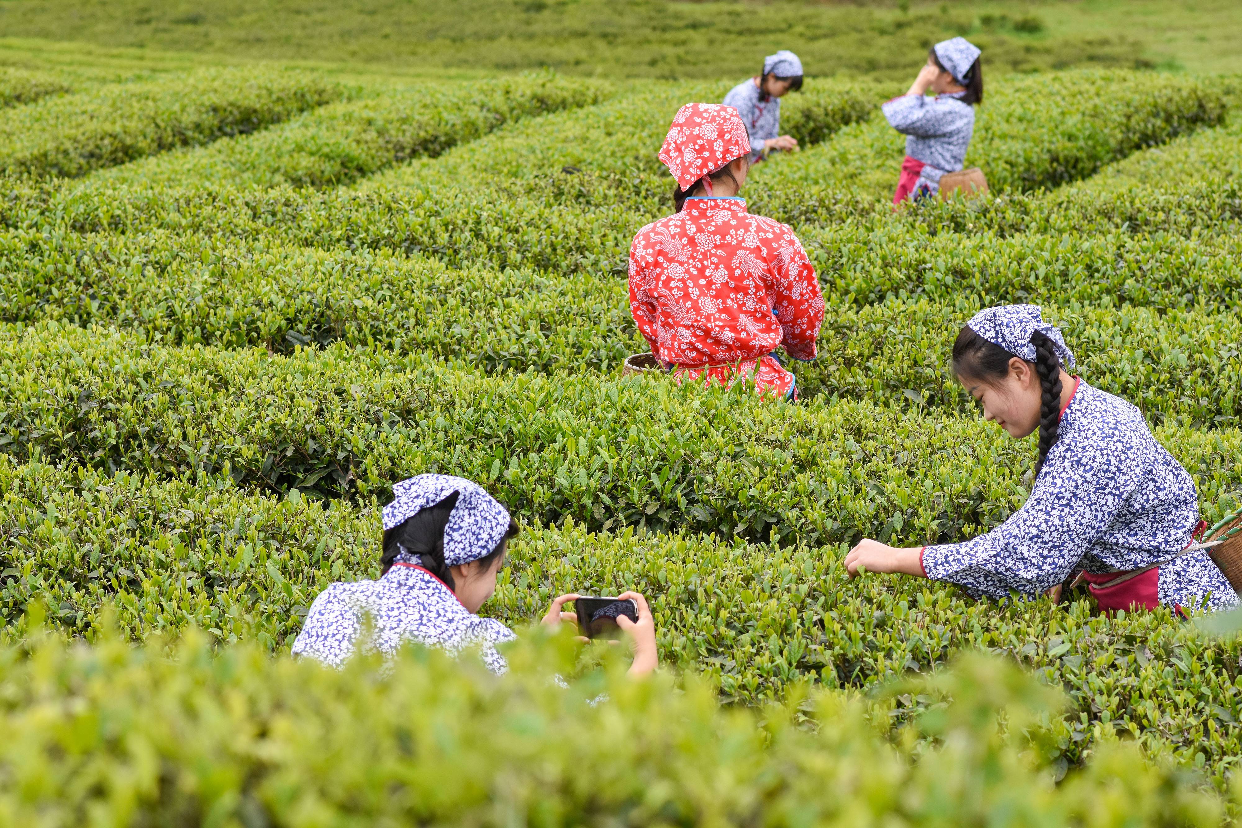 2023年4月6日，游客在貴州省銅仁市江口縣怒溪鎮(zhèn)駱象村生態(tài)茶園體驗采茶樂趣。