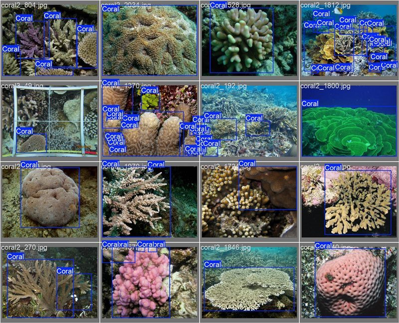 南海珊瑚識別。阿里云供圖