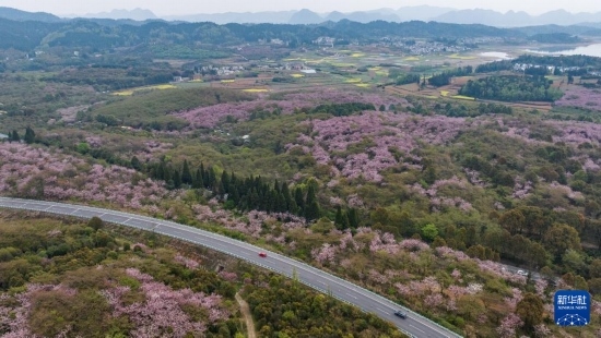 清鎮(zhèn)市紅楓湖鎮(zhèn)右二村旁的道路與花海相映（4月5日攝，無人機(jī)照片）。