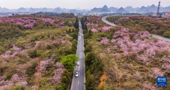 游客驅(qū)車前來清鎮(zhèn)市紅楓湖鎮(zhèn)右二村踏青游玩（4月5日攝，無人機(jī)照片）。