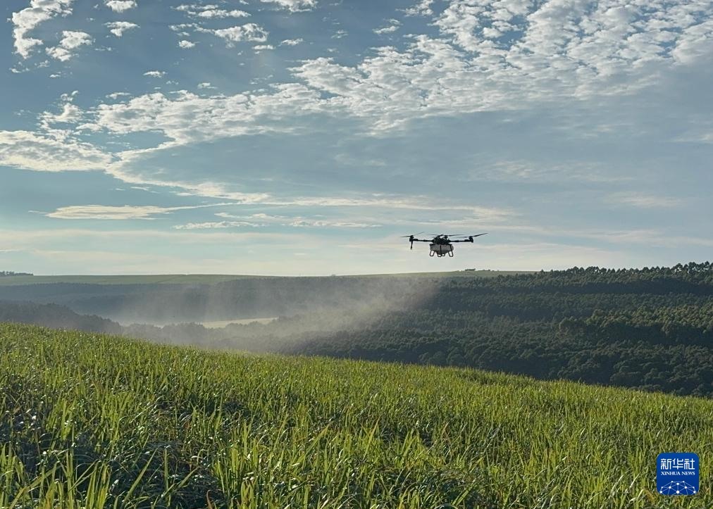 3月25日，在南非夸祖魯-納塔爾省的方廷希爾莊園，中國農(nóng)用無人機(jī)為甘蔗林噴灑殺菌劑。新華社記者 白舸 攝