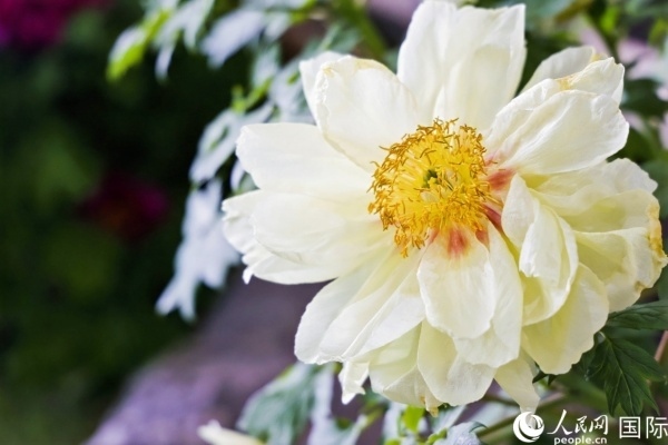 洛陽國家牡丹園牡丹盛開。 人民網記者 魯揚攝