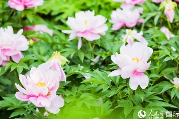 洛陽國家牡丹園牡丹盛開。 人民網記者 魯揚攝