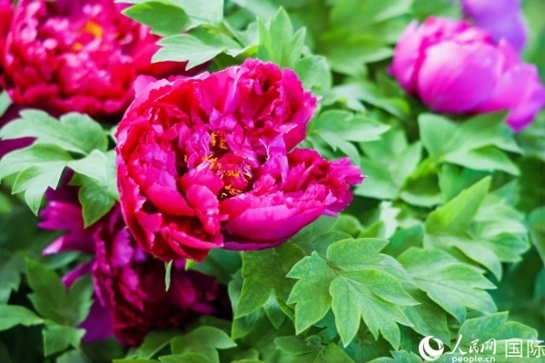 洛陽國家牡丹園牡丹盛開。 人民網記者 魯揚攝