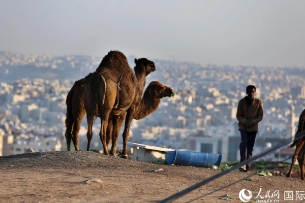 約旦首都阿曼街頭的駱駝。人民網(wǎng) 納達(dá)爾·達(dá)烏德攝