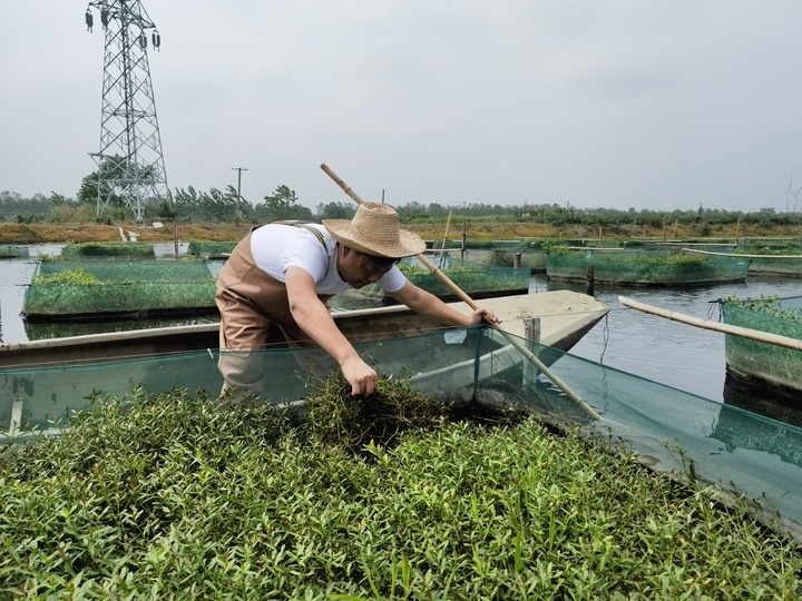 陳樹(shù)在湖北省仙桃市剅河鎮(zhèn)余腦村黃鱔繁育基地觀察黃鱔長(zhǎng)勢(shì)。新華社記者宋立崑 攝